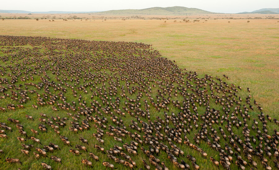 Миграция антилоп гну в парке Серенгети